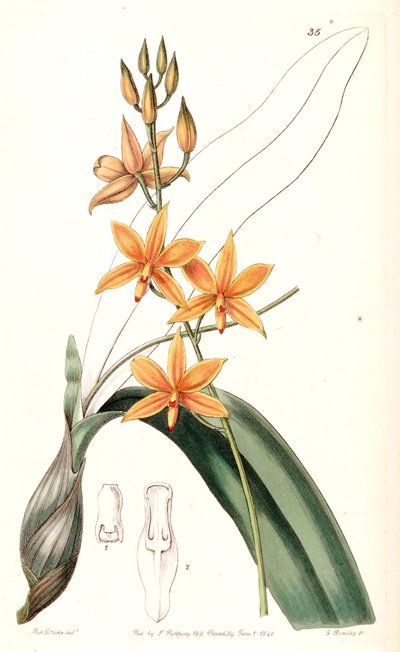 Prosthechea vitellina da Miss Drake